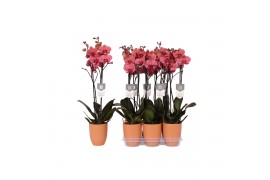 Phalaenopsis anthura narbonne 2 tak - 18+ bloemen Oranje keramiek