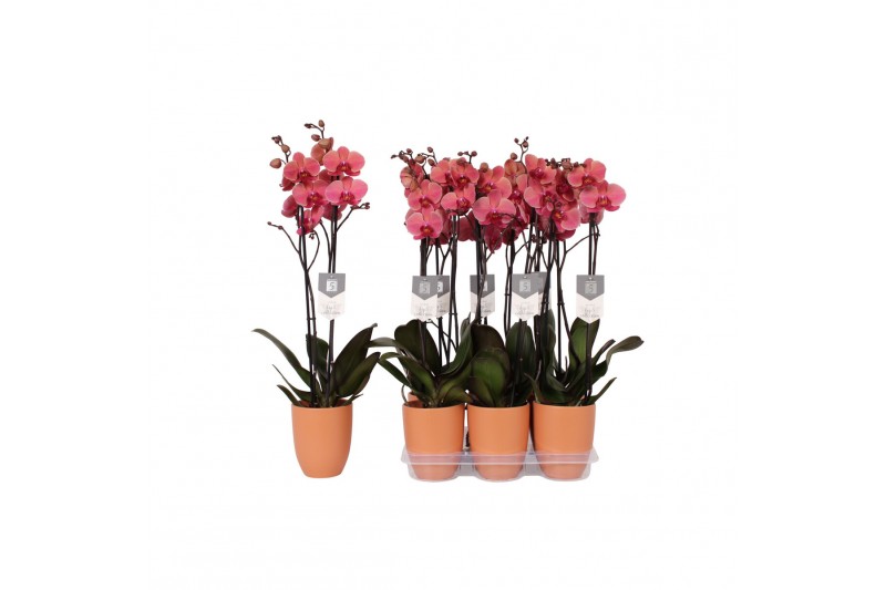 Phalaenopsis anthura narbonne 2 tak - 18+ bloemen Oranje keramiek 