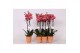 Phalaenopsis anthura narbonne 2 tak - 18+ bloemen Oranje keramiek 