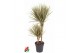 Dracaena marg. bicolor 45-15 