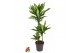 Dracaena fragr. cintho 60-30-15 