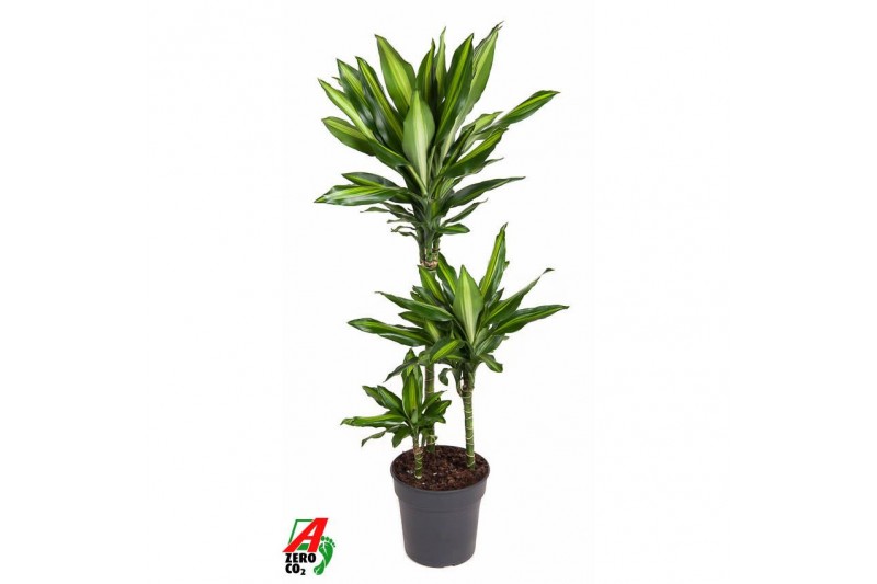 Dracaena fragr. cintho 60-30-15 