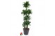 Dracaena fragr. compacta dorado 120-carroussel 
