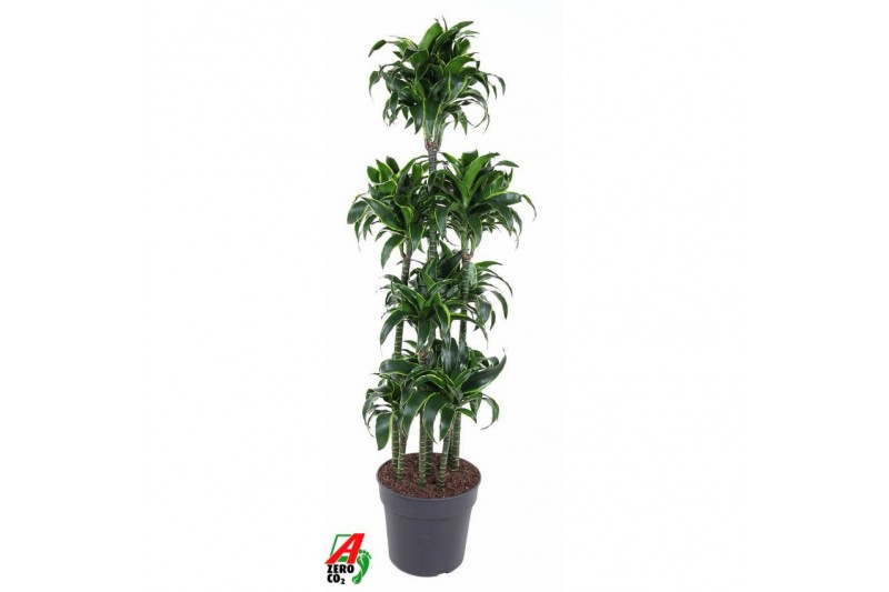 Dracaena fragr. compacta dorado 120-carroussel Dracaena fragr. compacta dorado 120-carroussel