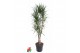 Dracaena marginata vertakt, 