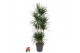 Dracaena marginata 120-carrousel 