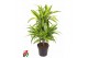 Dracaena fragr. der. lemon lime 45-carrousel 