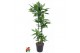 Dracaena fragrans cintho 90-60-30-15 