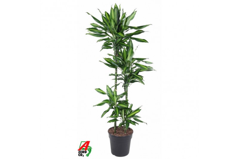 Dracaena fragrans cintho 90-60-30-15 