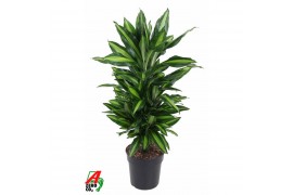 Dracaena fragr. cintho vertakt