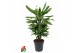 Dracaena fragr. golden coast vertakt 