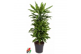 Dracaena fragr. golden coast vertakt