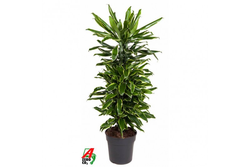 Dracaena fragr. golden coast vertakt 