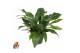 Anthurium ellipticum jungle bush 