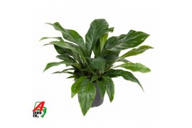 Anthurium ellipticum jungle bush