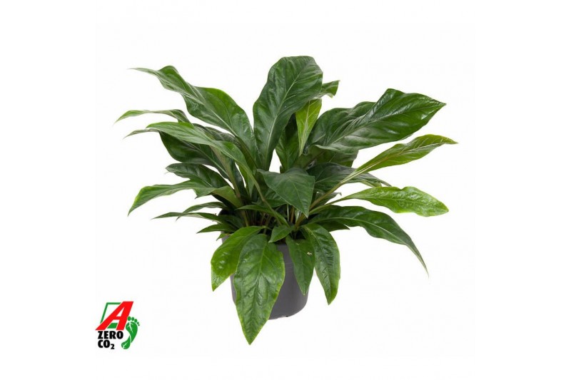 Anthurium ellipticum jungle bush 