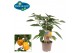 Capsicum annuum paprika pick&joy yellow pepper 