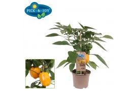 Capsicum annuum paprika pick&joy yellow pepper