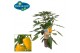 Capsicum annuum paprika pick&joy yellow pepper 
