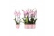 Phalaenopsis rosion 3 tak - 22+ bloemen 
