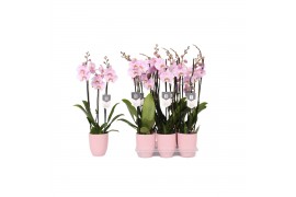 Phalaenopsis rosion 3 tak - 22+ bloemen