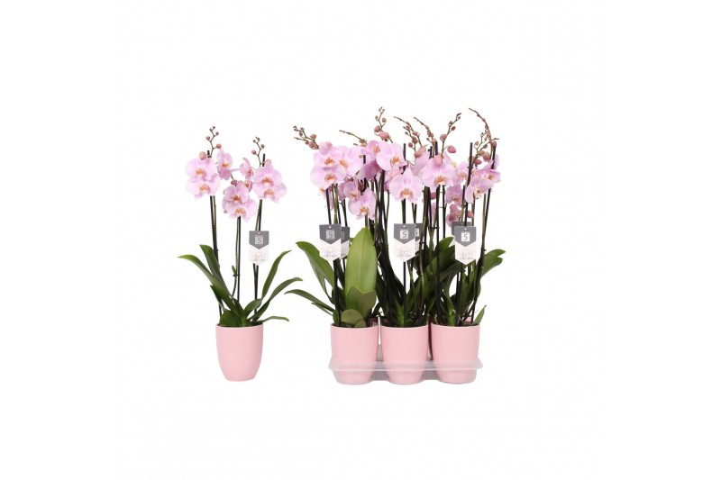 Phalaenopsis rosion 3 tak - 22+ bloemen Phalaenopsis rosion 3 tak - 22+ bloemen