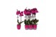 Phalaenopsis floriclone joyride 2 tak - 18+ bloemen paars keramiek 