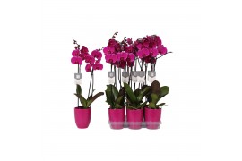 Phalaenopsis floriclone joyride 2 tak - 18+ bloemen paars keramiek