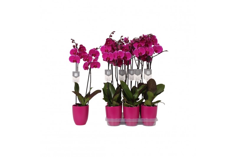 Phalaenopsis floriclone joyride 2 tak - 18+ bloemen paars keramiek 