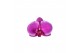 Phalaenopsis floriclone joyride 2 tak - 18+ bloemen paars keramiek 