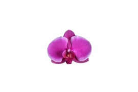 Phalaenopsis floriclone joyride 2 tak - 18+ bloemen roze keramiek