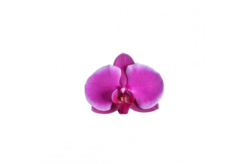 Phalaenopsis floriclone joyride 2 tak - 18+ bloemen roze keramiek Phalaenopsis floriclone joyride 2 tak - 18+ bloemen roze keramiek