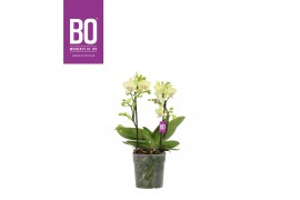 Phalaenopsis multiflora geel Flora Yellow 2 Spike in BO lay-out