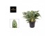 Aglaonema laurel green 
