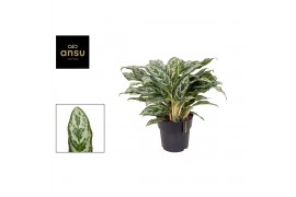 Aglaonema laurel green