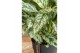 Aglaonema laurel green 