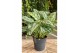 Aglaonema laurel green 