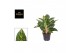 Aglaonema peach pearls 