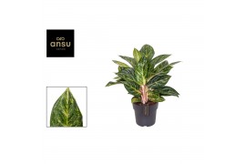 Aglaonema peach pearls