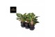 Aglaonema peach pearls 