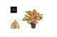 Aglaonema painted celebration 