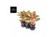 Aglaonema painted celebration 