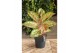 Aglaonema painted celebration 