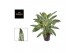 Aglaonema matcha lemon 
