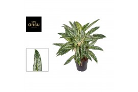 Aglaonema matcha lemon
