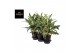 Aglaonema matcha lemon 