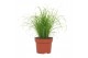 Cyperus alternifolius zumula Cyperus Zumula 12cm - Bedrukte Kweekpot 