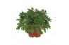 Pelargonium graveolens
