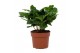 Coffea arabica 