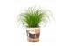 Cyperus alternifolius zumula in beker pet candy kat 